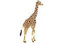 Ritmallar schabloner djur - Vuxen giraff