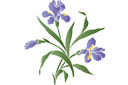 Stenciler olika motiv blommor - Bush iris
