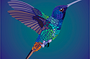 Fågel Kolibri flygande - ritmallar schabloner djur