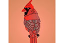 Röd kardinal 1 - ritmallar schabloner djur