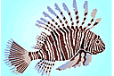 Lionfish - schabloner på korallrev i röda havet